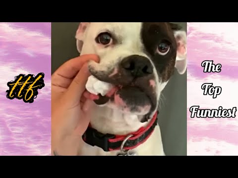 Funny Dogs Videos🐶2023 | Funniest & Cute Animals Videos😹 | TTF
