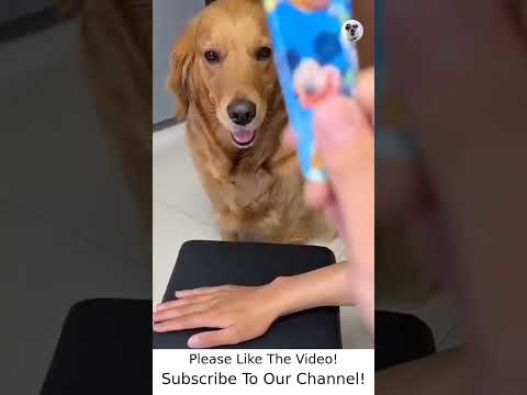 Funny Dogs Videos 2022 – Funny Animals TV #Best2347  Funny Animals Videos 2023 – Funny Animal's TV