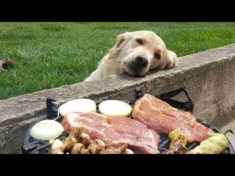 THE BEST CUTE AND FUNNY ANIMAL VIDEOS OF 2023