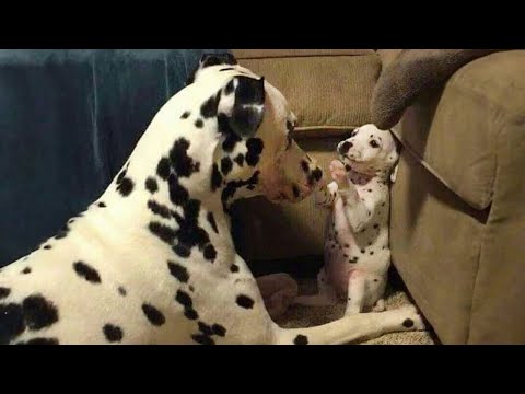 Funny Dog and Cat Videos 2023 🐶🐱 – Try Not to Laugh