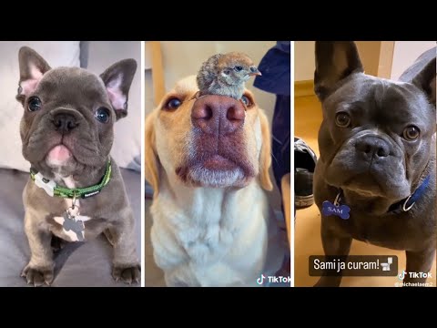 Cute Videos of Man's Best Friend! 🐶 (Funny Dogs)