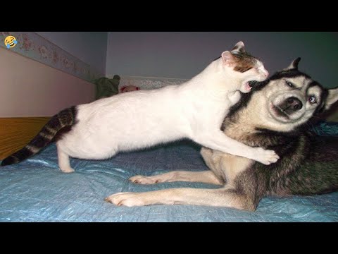 FUNNY CATS and DOGS 🐱🐶 New Funniest Animals Videos 2023 😂