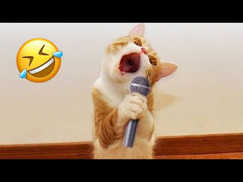 Funny Dogs Reaction Moments – Funniest Animals Video 😺🐶 2023 #71