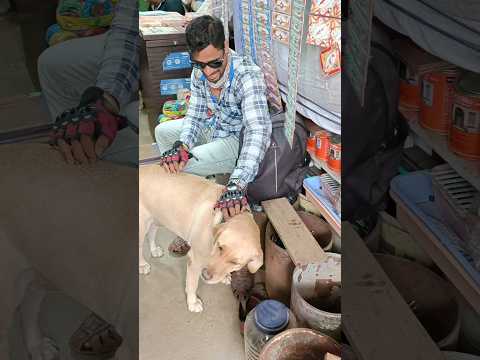 animals funny videos comedy video funny dog prank #dog #funnyclips #deepakindianprank #funny