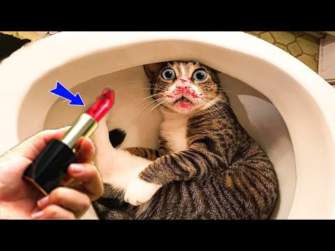 FUNNIEST CAT AND DOG VIDEOS 2023