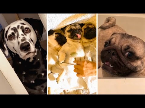 🐶 Best Dog Videos Compilation 🎥 (30 Minutes of Funny DOGS)