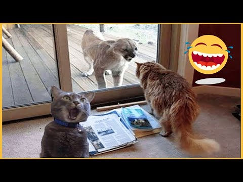 Funny Dogs, Cats and Animals Videos 2023 🐶 Best Funniest Animal Videos Of The Month #15 #funnydogs
