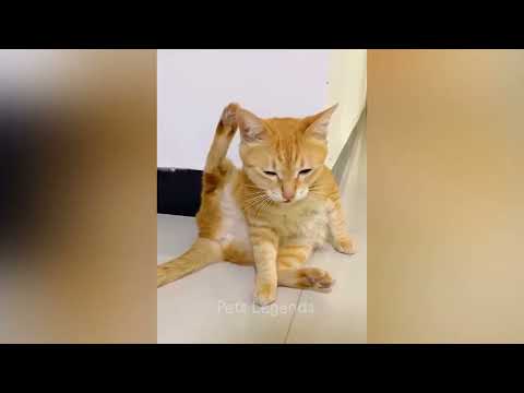 Woofing Hilariously: Funny Dog  funny cat Video That Will Have You Howling