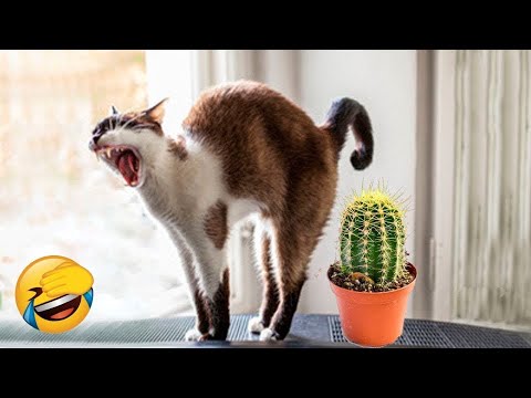 You Laugh You Lose 😂 Funniest Cats and Dogs 😺🐶 Part 31