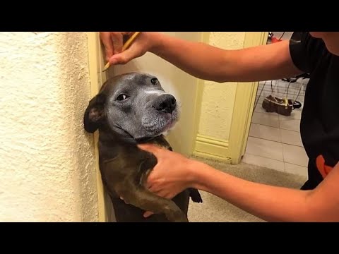 Mom, you’re embarrassing me! Best FUNNY ANIMALS videos