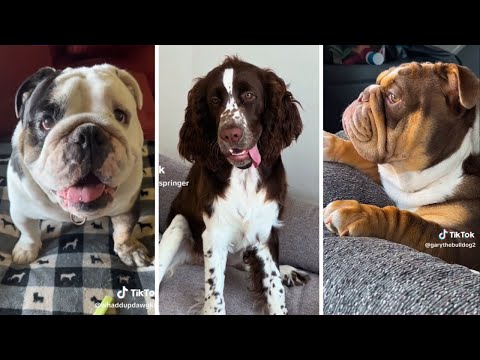 Best DOG Videos Ever!! 🐶 (Compilation of Funniest PUPPIES) 🐶🐶
