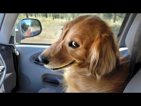 When Your Dog Is More Fun Than Usual 😂 Funniest Animals 2023