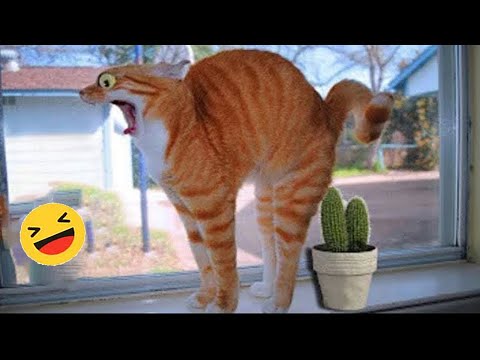 New Funny Animals 😅 Funniest Dogs And Cats Videos 2023🐶😺 #8