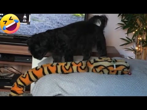 Canine Comedy Show: Funny Dog Moments and Goofy Fails || PETASTIC 🐾