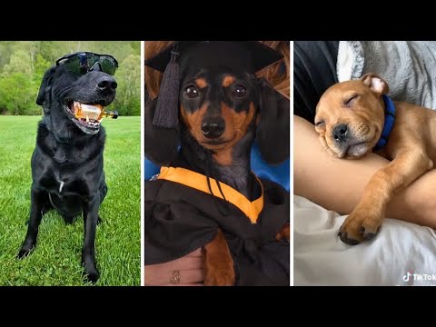 Best Dog Videos Compilation 🐶