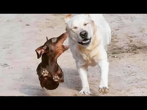 Little Brother Is So Annoying! FUNNIEST Dogs Of The Week