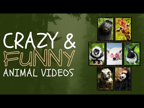 Funny dog and cat video! FUNNY CATS and DOGS 🐱🐶 & other ANIMALS 🐾 Funny Animals video!🐱#funnypets