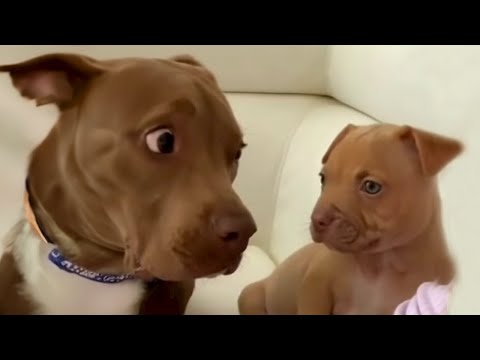 Who is this? | FUNNIEST videos with Pitbull dogs 🐶