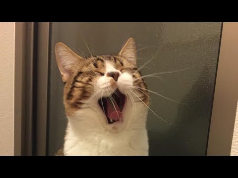 😂 Funniest Cats and Dogs Videos 😺🐶 || 🥰😹 Hilarious Animal Compilation №132