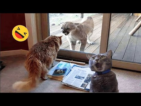 New Funny Animals 😅 Funniest Dogs And Cats Videos 2023🐶😺 #5