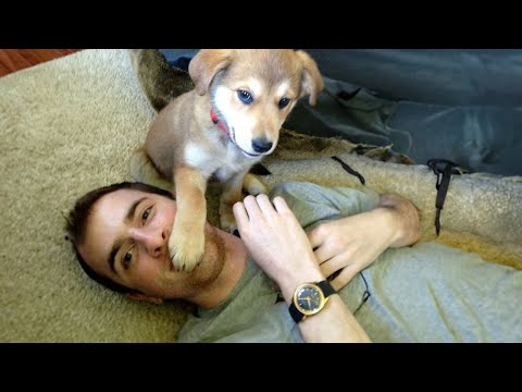 He is mine! | FUNNIEST Dog and Human 🤣