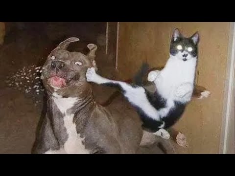 Oh sorry my feet didn't see your face ! Funny dogs and cats video