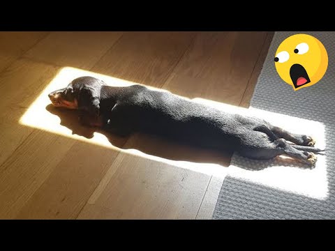 HOT 🔥 SPOT 🐶 IMPOSSIBLE TO HOLD YOUR LAUGH –  Extremely FUNNY DOG