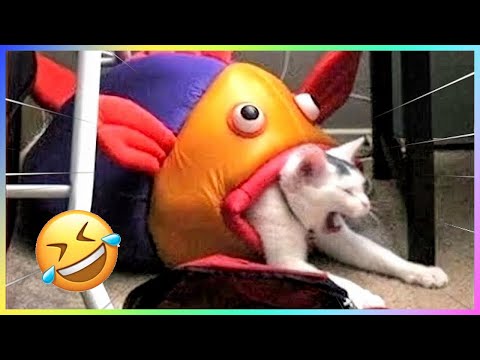 New Funny Dog And Cat 2023😍🐶😻 Funniest Animals #271
