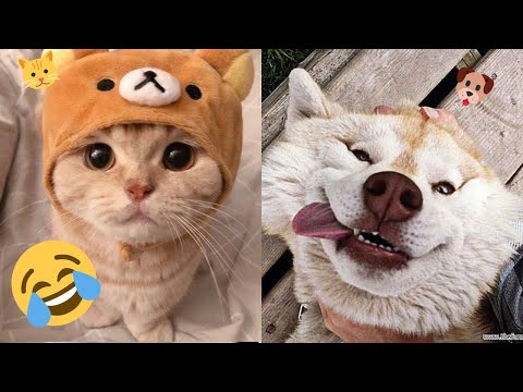 New funny Dogs and Cat Videos 😂 – funniest animal videos 2023 😂