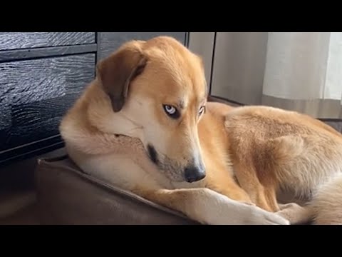 Don't try to mess with these dog – Funny Dog Videos 2023
