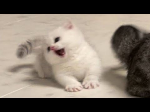 😂 Funniest Cats and Dogs Videos 😺🐶 || 🥰😹 Hilarious Animal Compilation №153