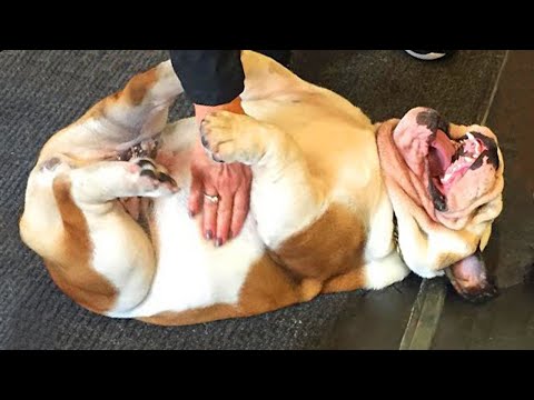 English Bulldogs are Awesome! FUNNIEST Dog Videos 2023😍