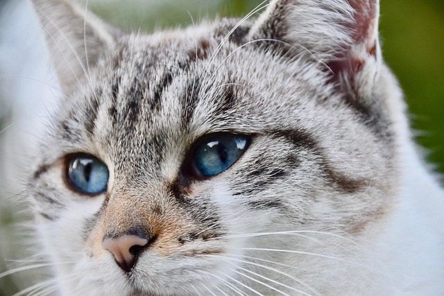 Caring For Your Cat Has Never Been Easier. Follow These Tips Today!