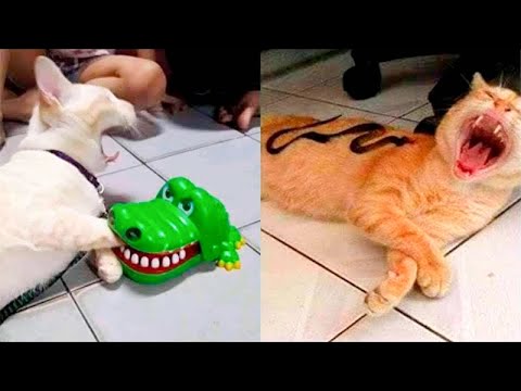 Try Not To Laugh Animals 😂 Funniest Cats and Dogs 🐶😻 #21 Best Funny Animal Videos 2023