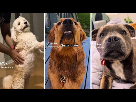 Cuteness Overload 🐶 Ultimate Compilation of Funniest DOG Videos!