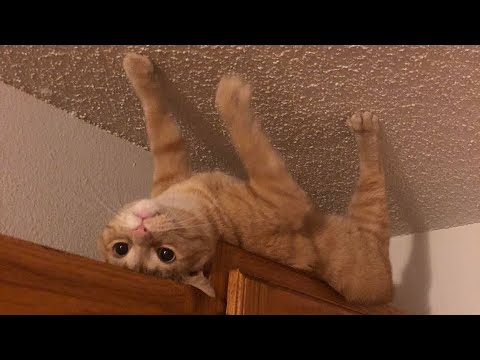 😂 Funniest Cats and Dogs Videos 😺🐶 || 🥰😹 Hilarious Animal Compilation №151