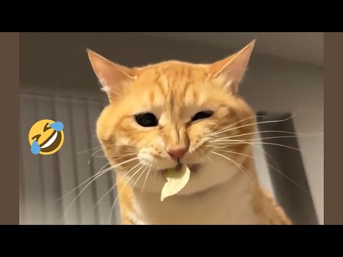 Funny Dogs and Cats 😹🐶 Hilarious animal videos 2023