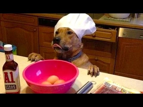 Dogs, man’s best and funniest friends – funny dog compilation