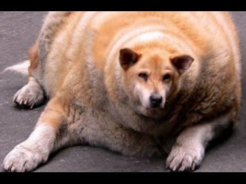 Funny Dogs Compilation ► Funny Dog Videos 2015 Try Not to Laugh, Funny Animals