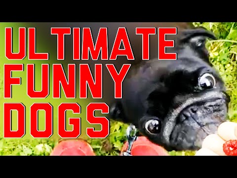 Ultimate Funny Dogs Compilation by FailArmy