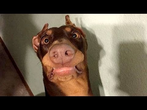 Funny dogs never fail to make you happy and smile – Funny dog compilation