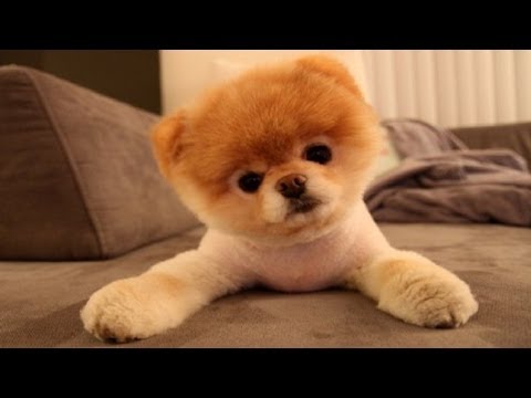 10 Funniest Dog Videos