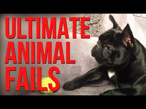 Funniest Animal Fails Compilation || FailArmy