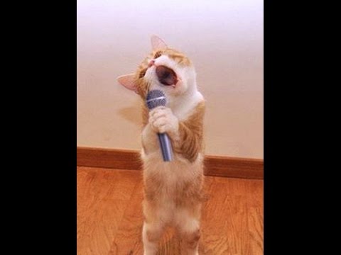 TOP Funny Cat and Dog Dancing and Singing in the World – Mkls