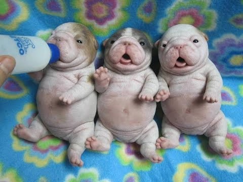 BEST FUNNY DOGS COMPILATION 2015 – 30 Minutes of Best Dog and Puppy Fails!