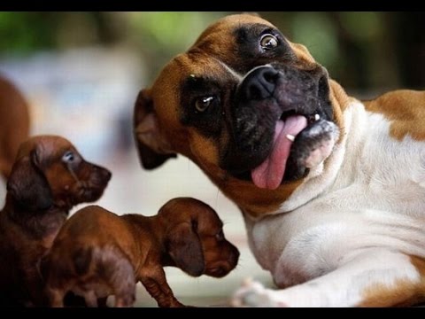Funny Boxer Dogs Videos Compilation 2016 – Funniest Dog Videos 2016