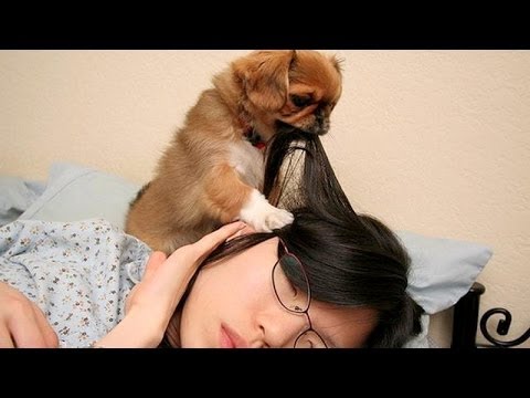 Cute dogs waking up owners – Funny dog compilation