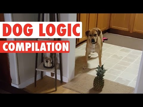 Funny Dog Logic Pet Video Compilation 2016