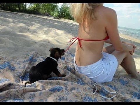 Best Funny Videos Dogs Vines 0417