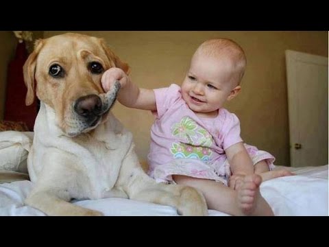 Funny babies annoying dogs – Cute dog & baby compilation